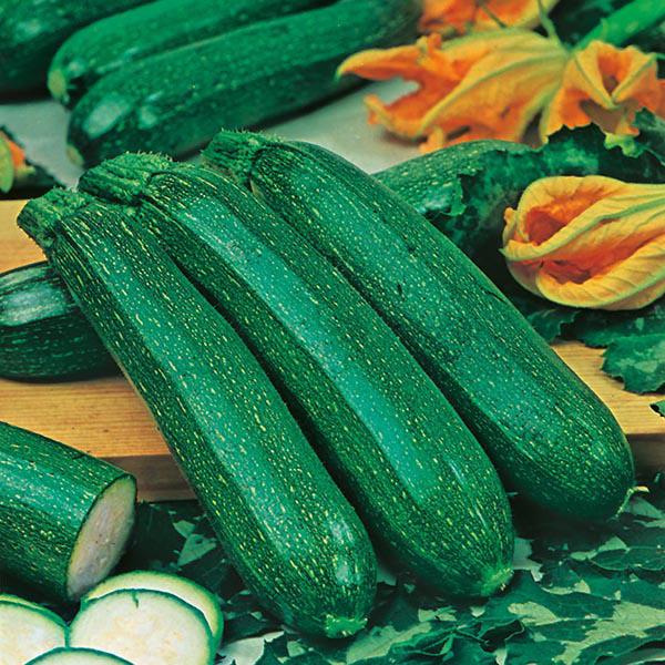 Courgette All Green Bush (20 Seeds) FG