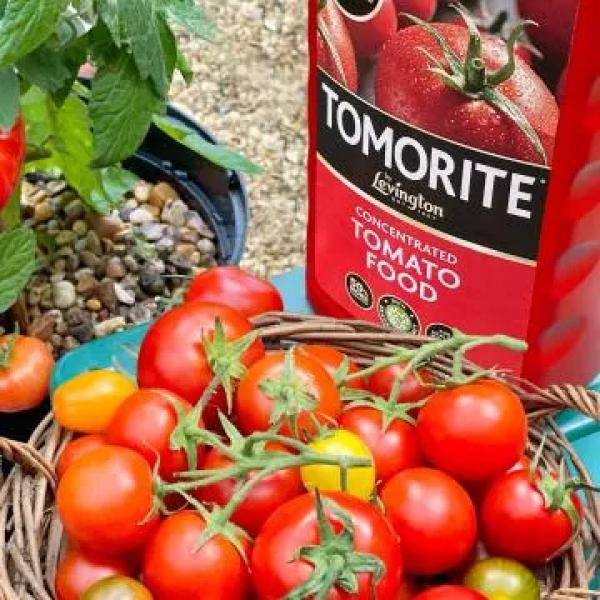 Alttag: Levington Tomorite Tomato Food 1L + 20% Free from Saintfield Nursey Centre | 