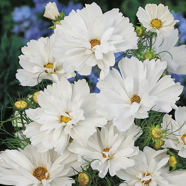 Cosmos Psyche White (60 Seeds) FG