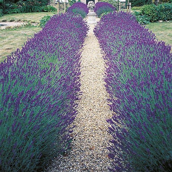 Lavender Hidcote Blue  (100 Seeds) FG