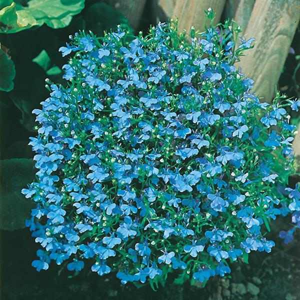 Lobelia Cambridge Blue (2500 Seeds) FG
