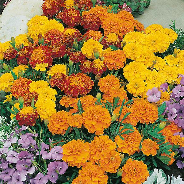Marigold French Dwarf Double(150 Seeds) FG