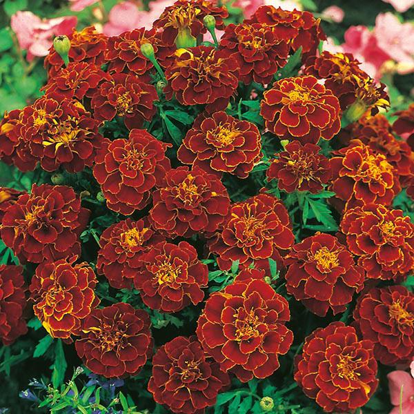 Marigold French Red Cherry (60 Seeds) FG
