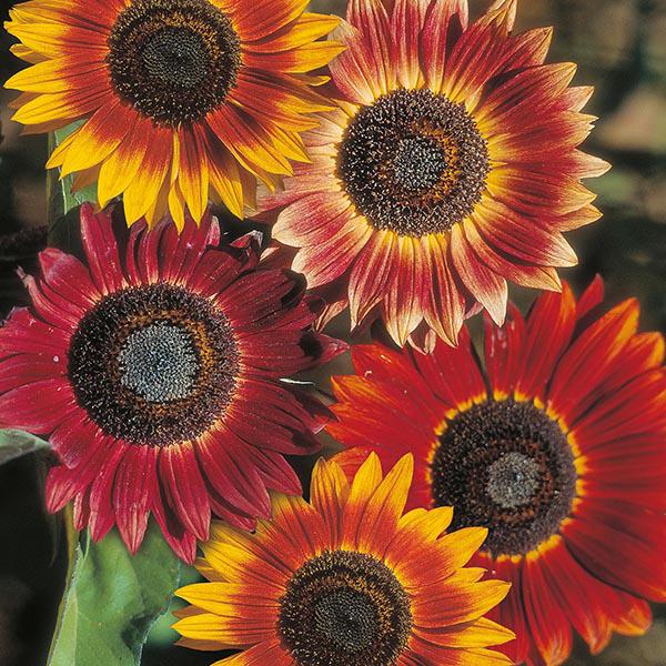 Sunflower Evening Sun (50 Seeds) FG