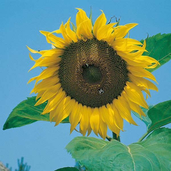 Sunflower Giant Single (75 Seeds) FG