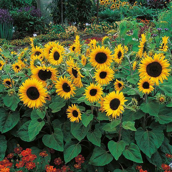 Sunflower Little Dorrit (25 Seeds) FG