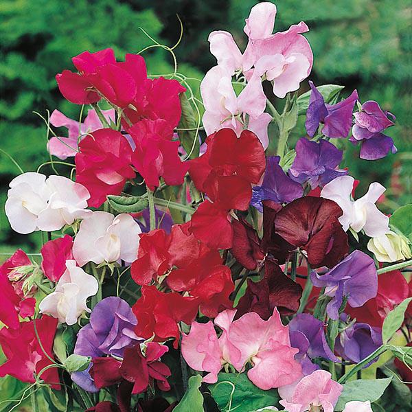 Sweet Pea Bouquet Mix (25 Seeds)