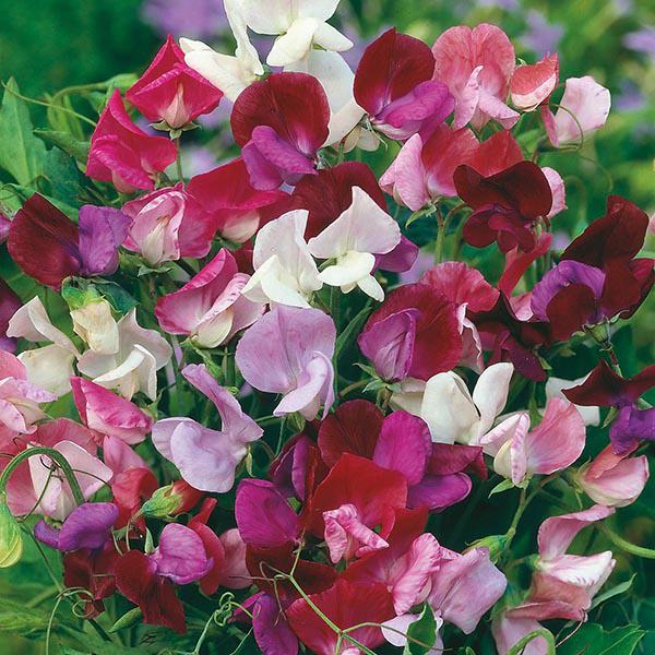 Sweet Pea Old Spice (30 Seeds) FG