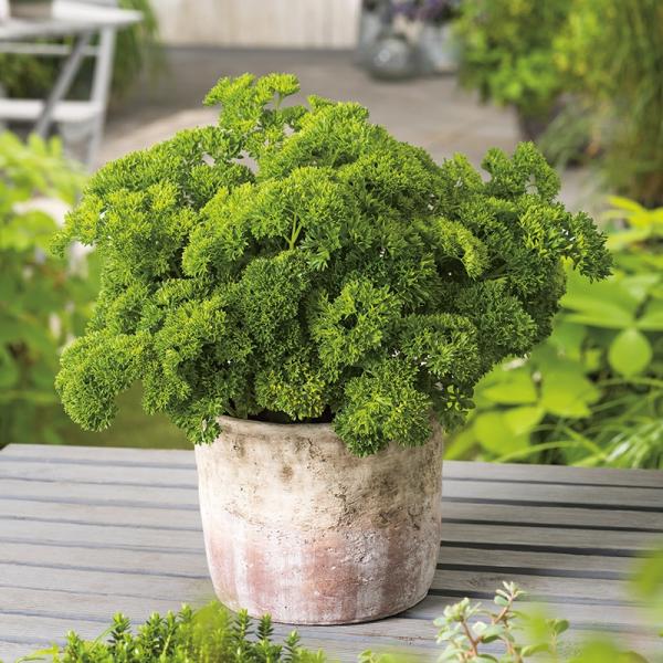 Parsley Moss Curled (1000 Seeds) FG