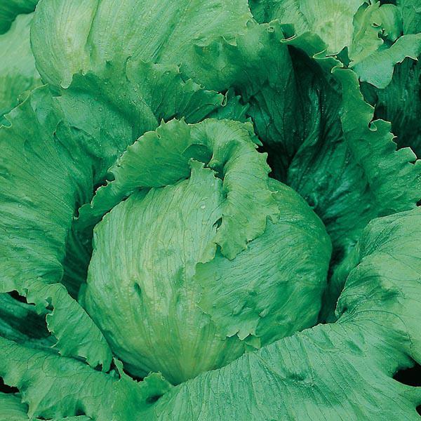 Lettuce Saladin (750 Seeds) FG