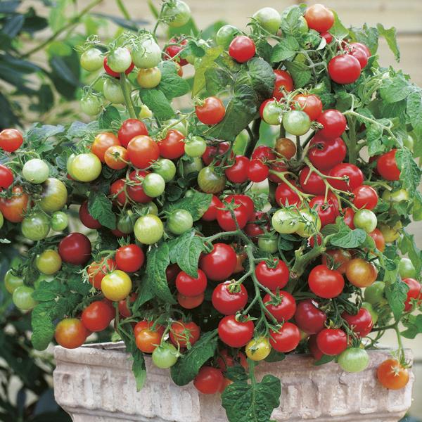 Tomato Maskotka (25 Seeds) FG