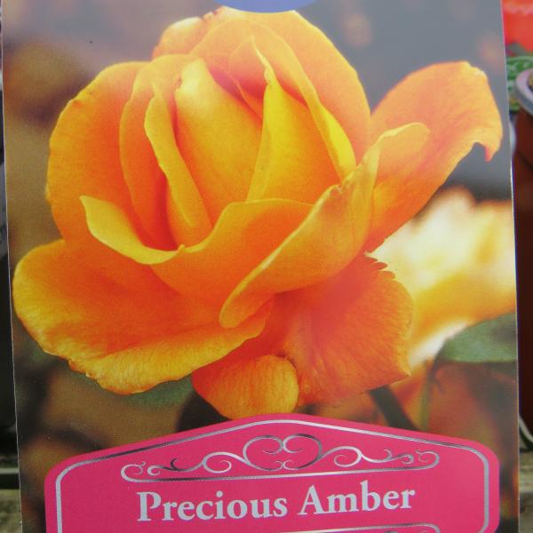 Precious Amber (Floribunda)