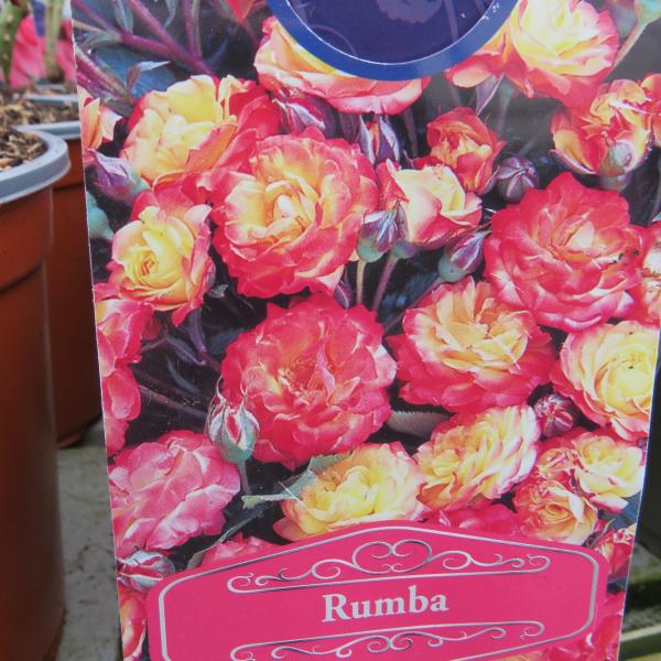 Rumba (Floribunda)