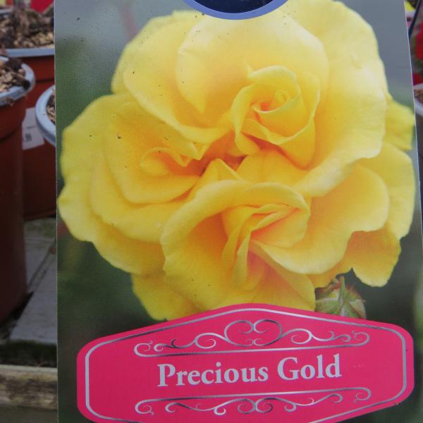 Precious Gold (Floribunda)