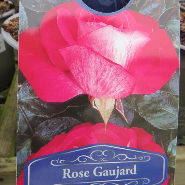 Rose Gaujard (Hybrid Tea)