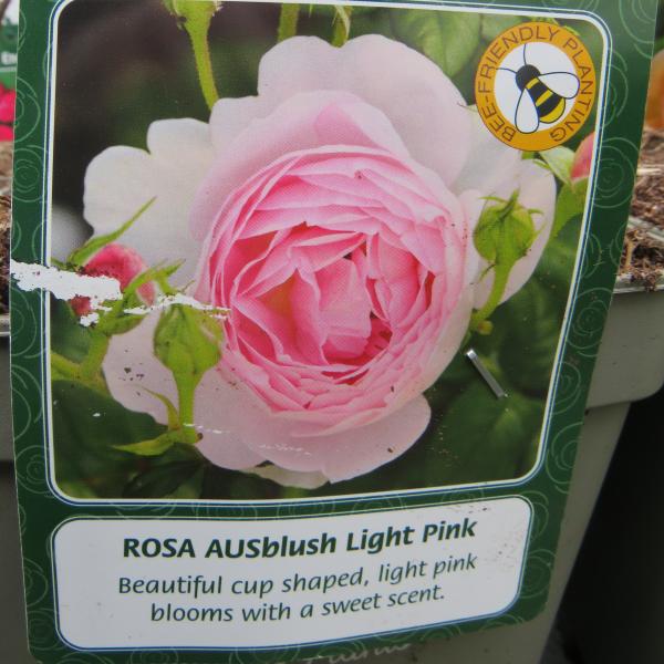 AUSblush Light Pink (English Rose)