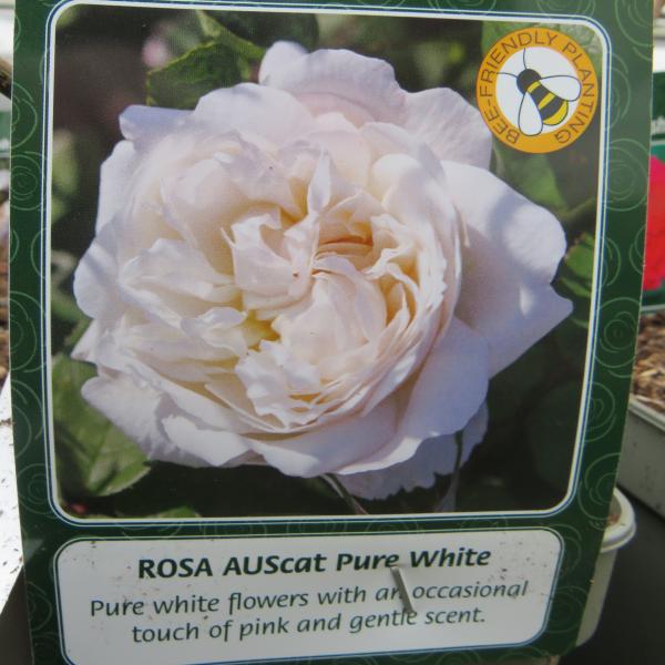 AUScat Pure White (English Rose)