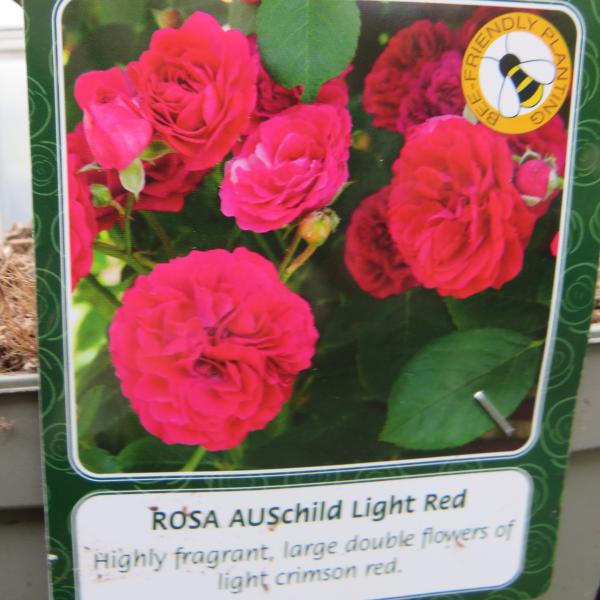 AUSchild Light Red (English Rose)