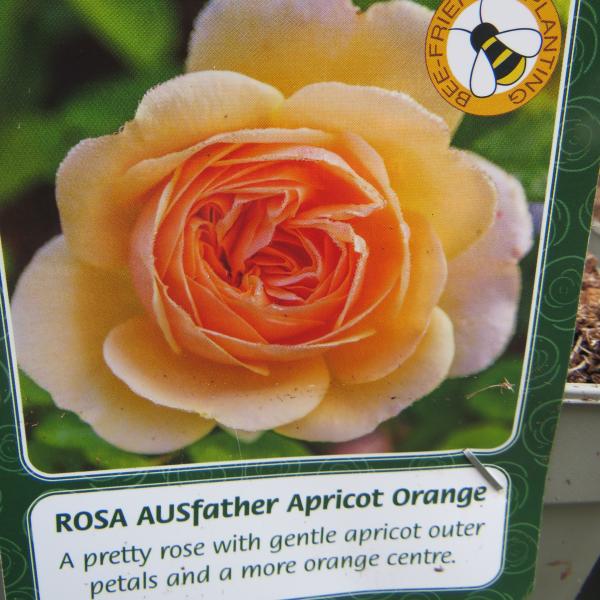 AUSfather Orange (English Rose)