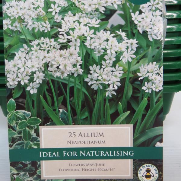 Allium Neapolitanum (25)