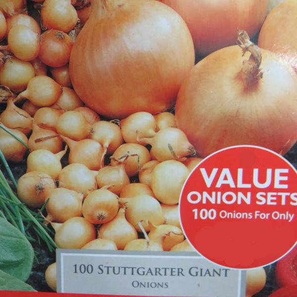 Onion Stuttgarter Giant (100)