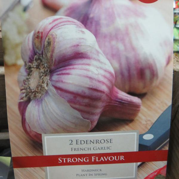 Garlic Edenrose (2)