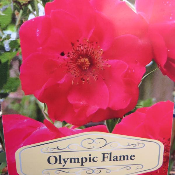 Olympic Flame (Climbing)