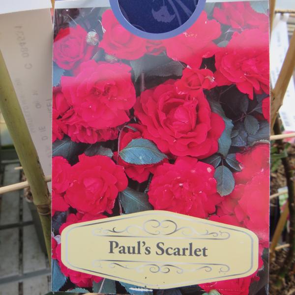 Pauls scarlet (Climbing)