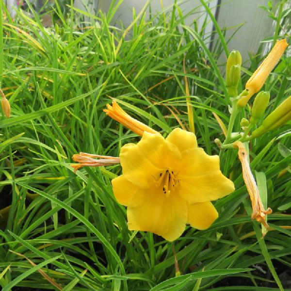 Hemerocallis Yellow | Day Lily