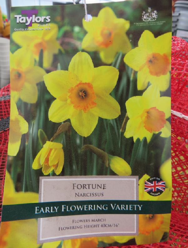 Daffodils Fortune (Big Bag)