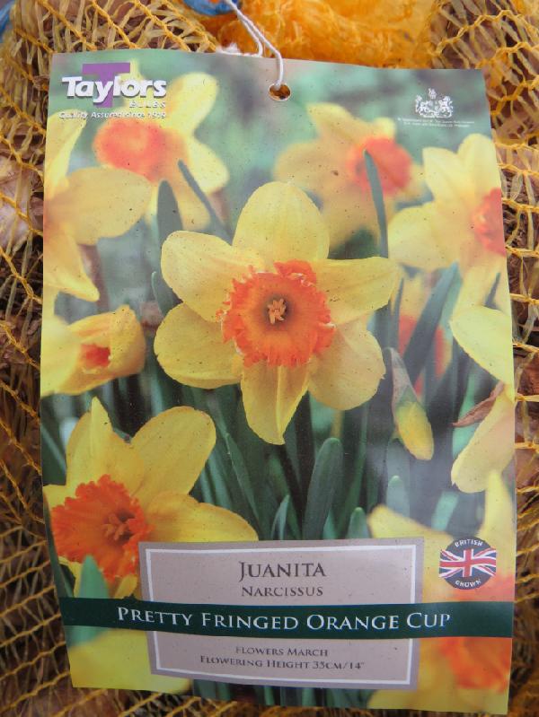 Daffodils Juanita (Big Bag)