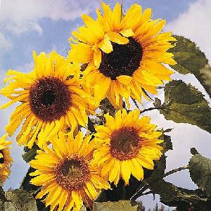 Sunflower Russian Giant Thompson & Morgan