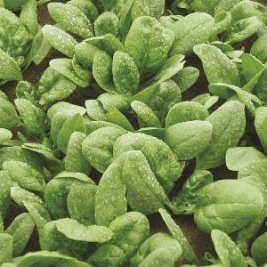 Spinach Cello F1 (300 seeds)