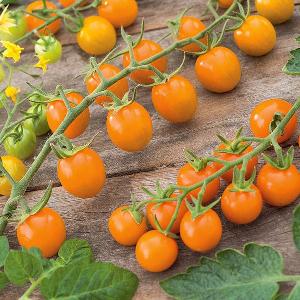 Tomato Sungold (10 Seeds)