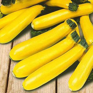 Courgette Soleil F1 (10 Seeds) FG