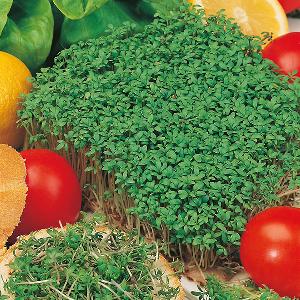 Cress Fine Curled (4000 seeds) FG 