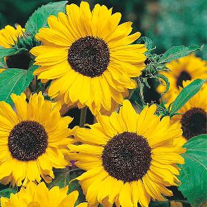 Sunflower Hallo (30 Seeds) FG