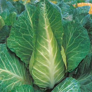 Cabbage Filderkraut (350 Seeds) FG
