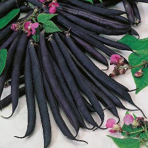 Dwarf French Bean Purple Queen (100 Seeds) FG