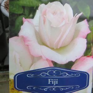 Fiji (Hybrid Tea)