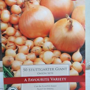 Onion Stuttgarter Giant (50)